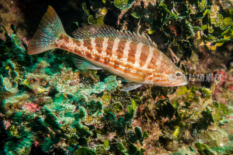 黑斑Serranus cabrilla鱼绿色藻类礁橙色